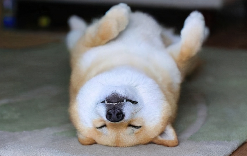 纯种的柴犬多少钱一只,怎么买到纯种柴犬