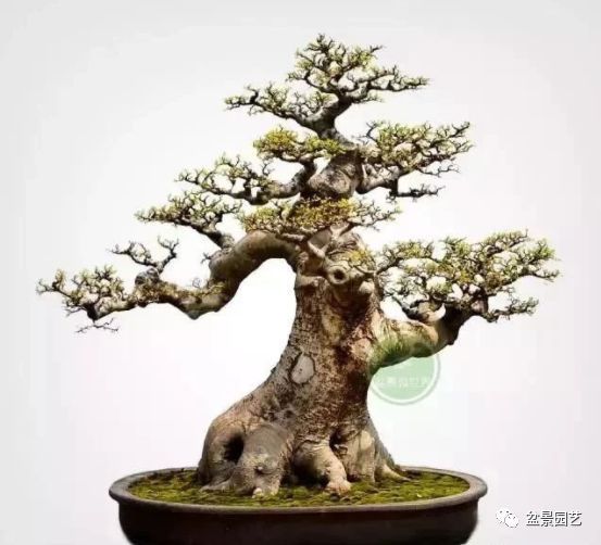 48种绝世盆景,绝世惊艳之作