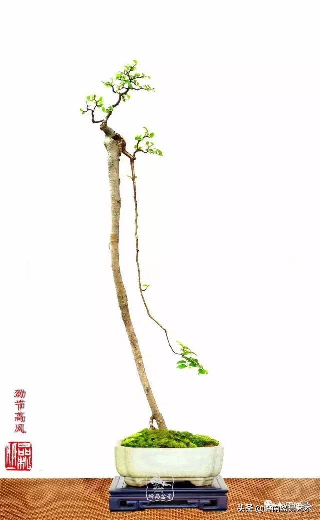 以根代杆下细上粗式盆景图片,各种老根盆景