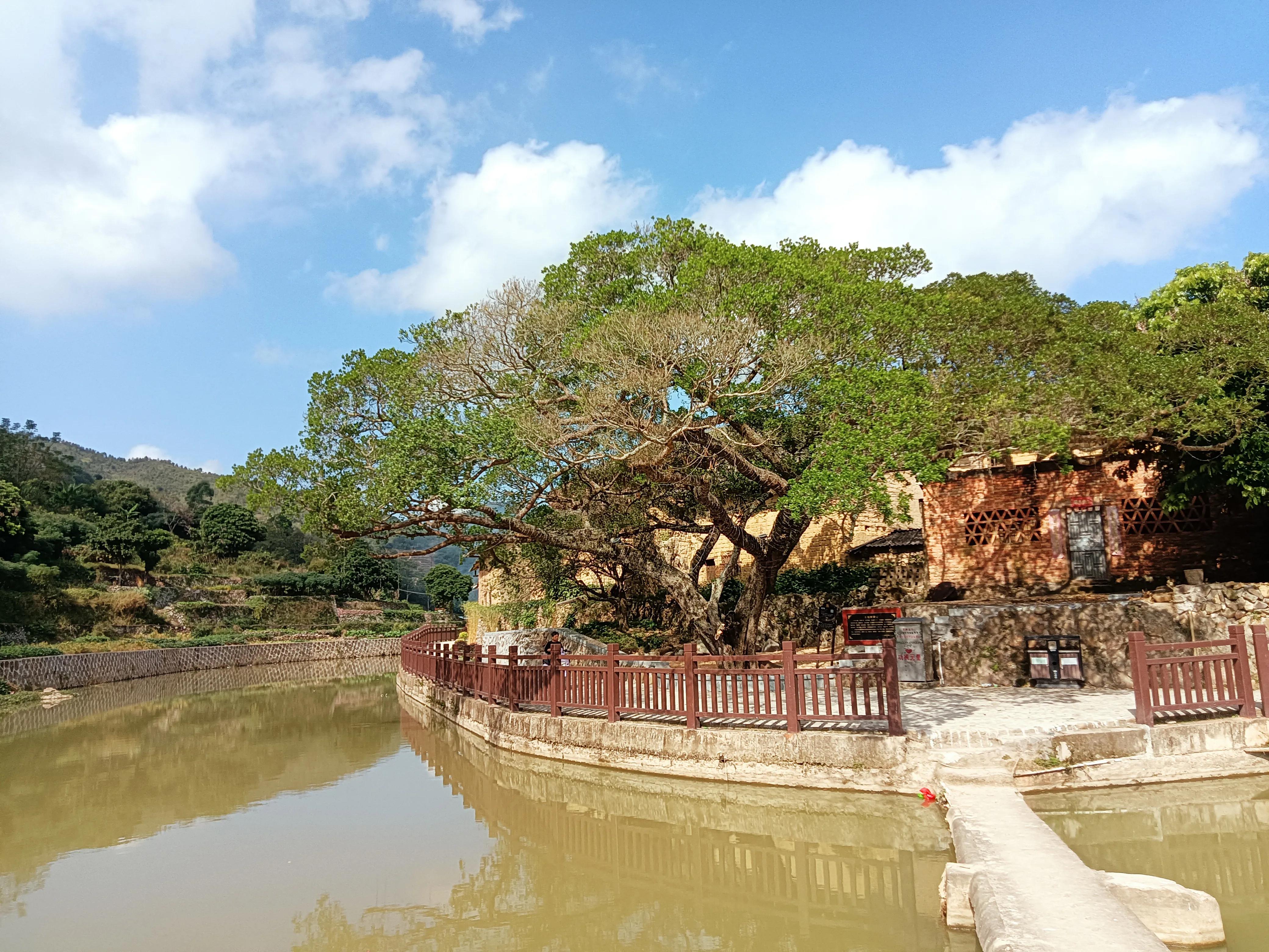 饶平三饶四方塘老榕树在哪里,榕树爷爷是合唱还是独唱