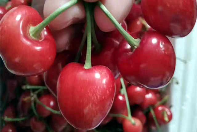 樱桃园开始采摘,樱桃采摘季漫山遍野红樱桃