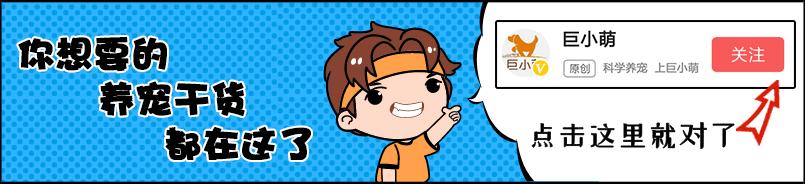 巨型犬抱女主人原视频后续,巨型贵宾犬太粘人天天要抱