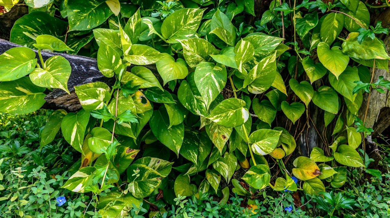 绿萝越养越小，避开“三”误区，猛窜芽根茎壮，叶片油亮巴掌大