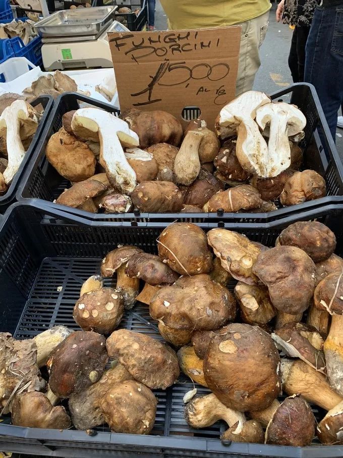 歌诗达邮轮31天,中国最大邮轮歌诗达威尼斯号邮轮