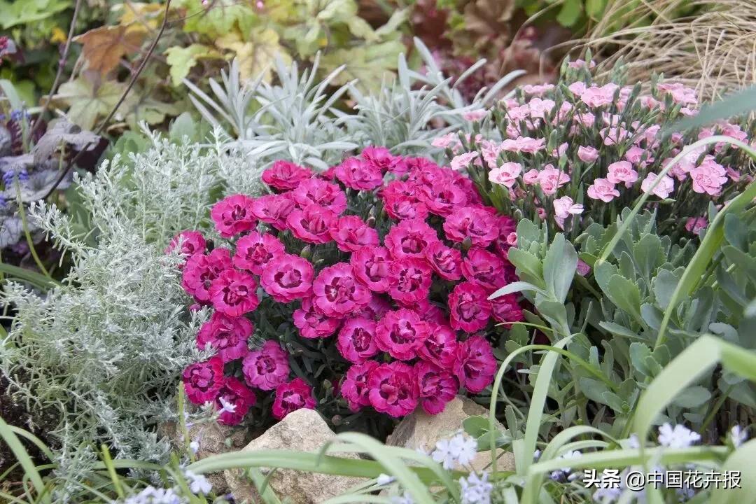 什么色系的花好看,6种颜色的花代表什么