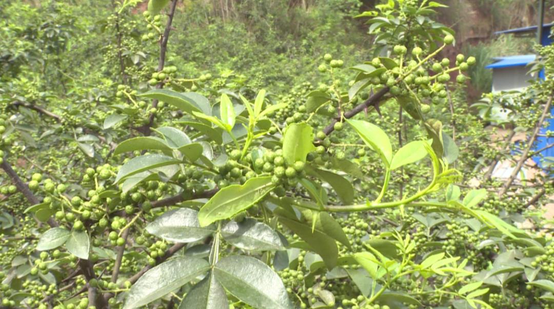 内江东兴有什么可体验的东西,来东兴有什么好吃的