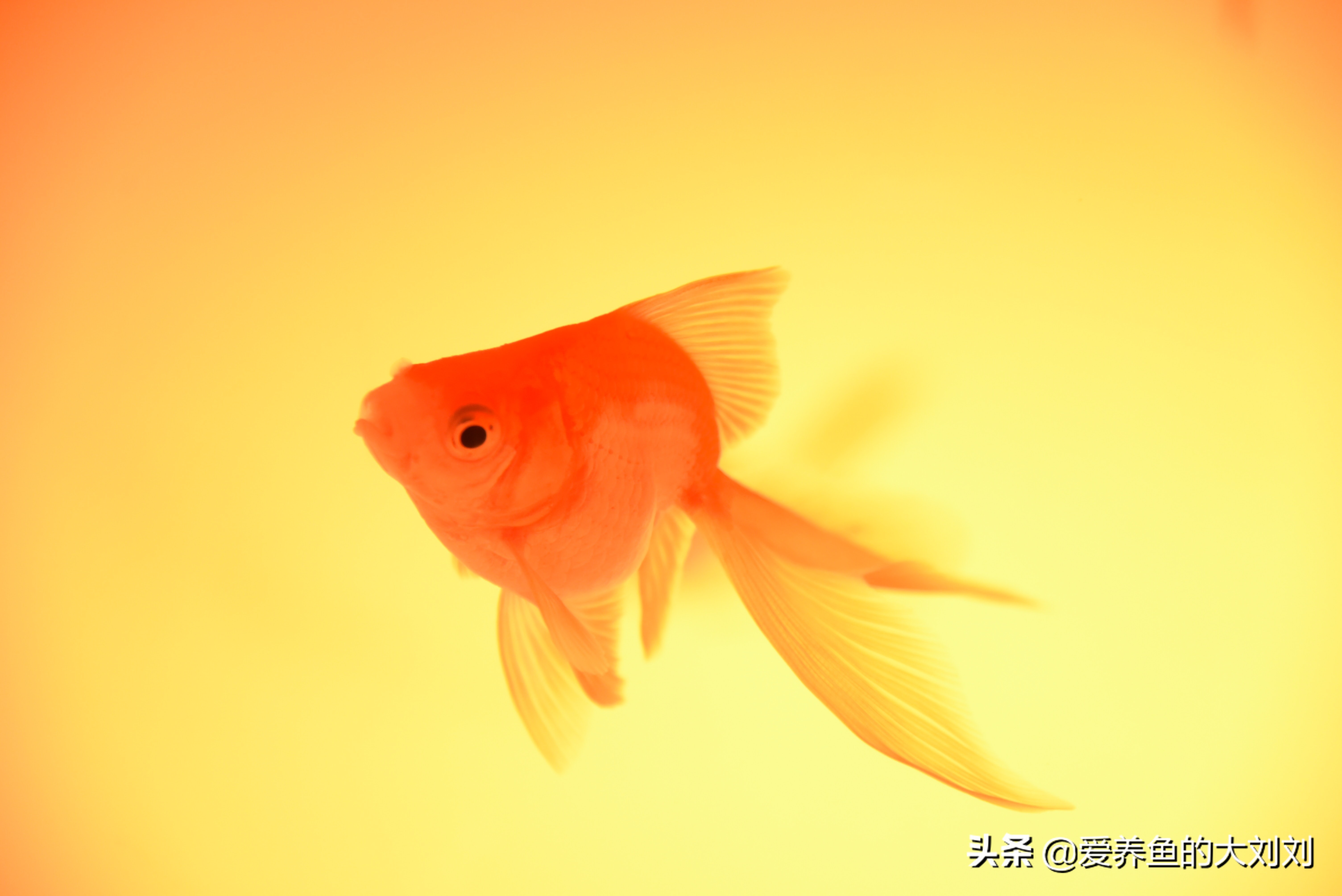 收藏关于金鱼的10个小秘密,关于金鱼的科普小知识