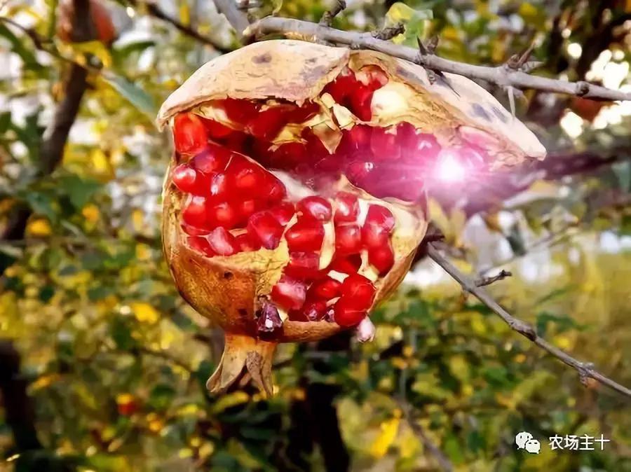 大龄休闲农庄有哪些,做休闲农庄必须考虑的几个问题