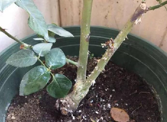 月季花得了黑斑病怎么办,月季花主枝长白粉病如何处理