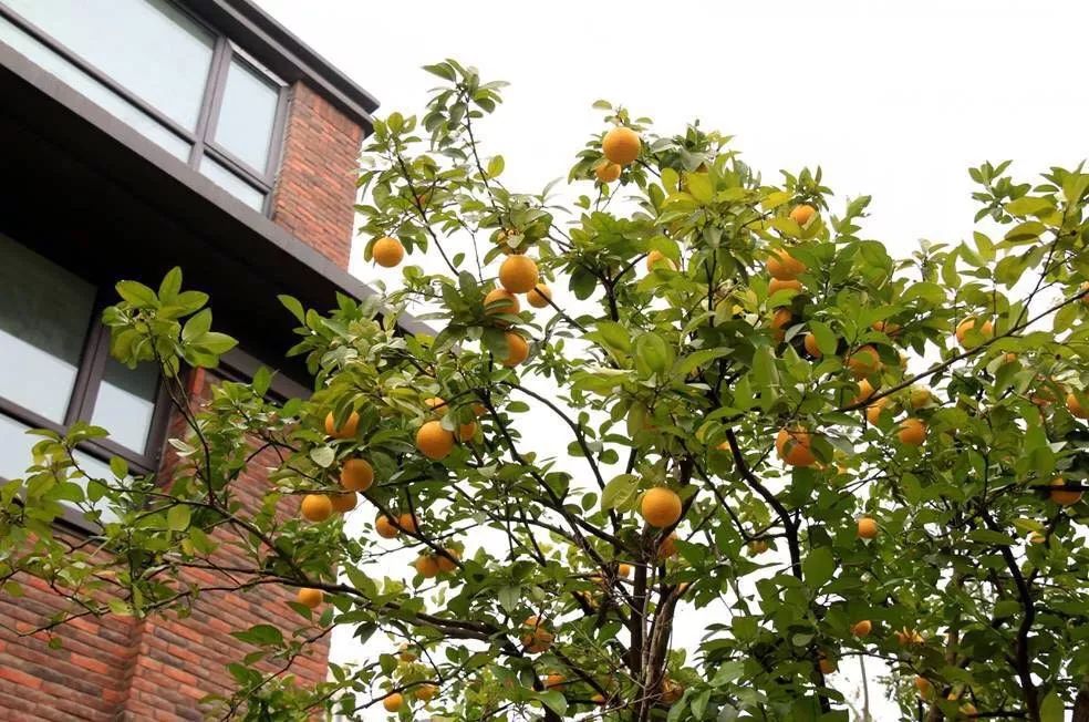 滨湖金融中心,合肥滨湖金融中心