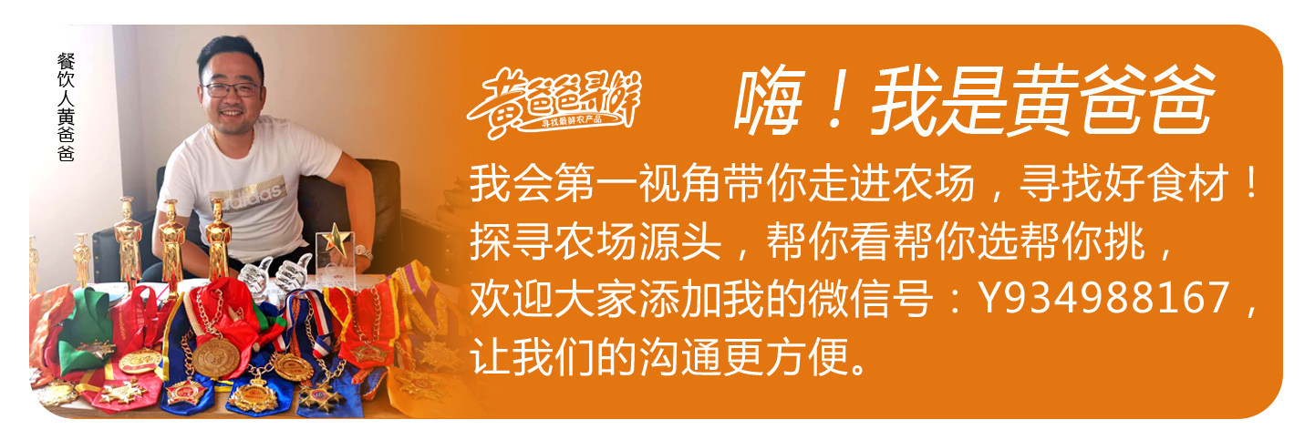 蓝莓的营养价值及野生功效与作用,蓝莓营养科普知识