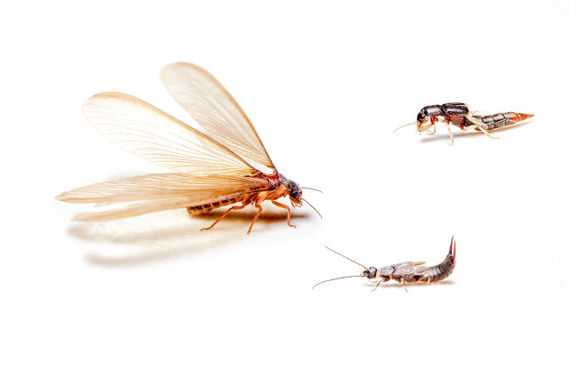 白蚁在房子里有什么讲究,农村家里有白蚁怎么办如何去除