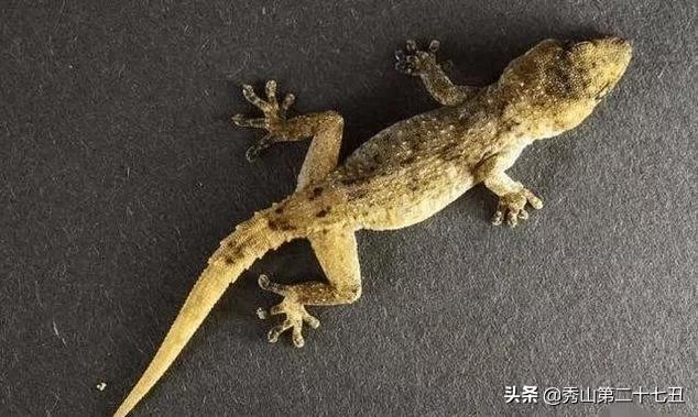 如果被大壁虎咬了会无药可救吗,壁虎有毒吗被壁虎咬了怎么办