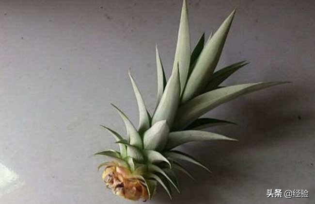 菠萝头怎么种植盆栽,盆栽菠萝的种植方法和注意事项