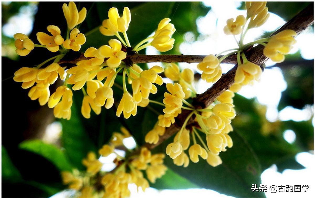 鲜花古诗,十幅书法十首唐诗沁人心脾