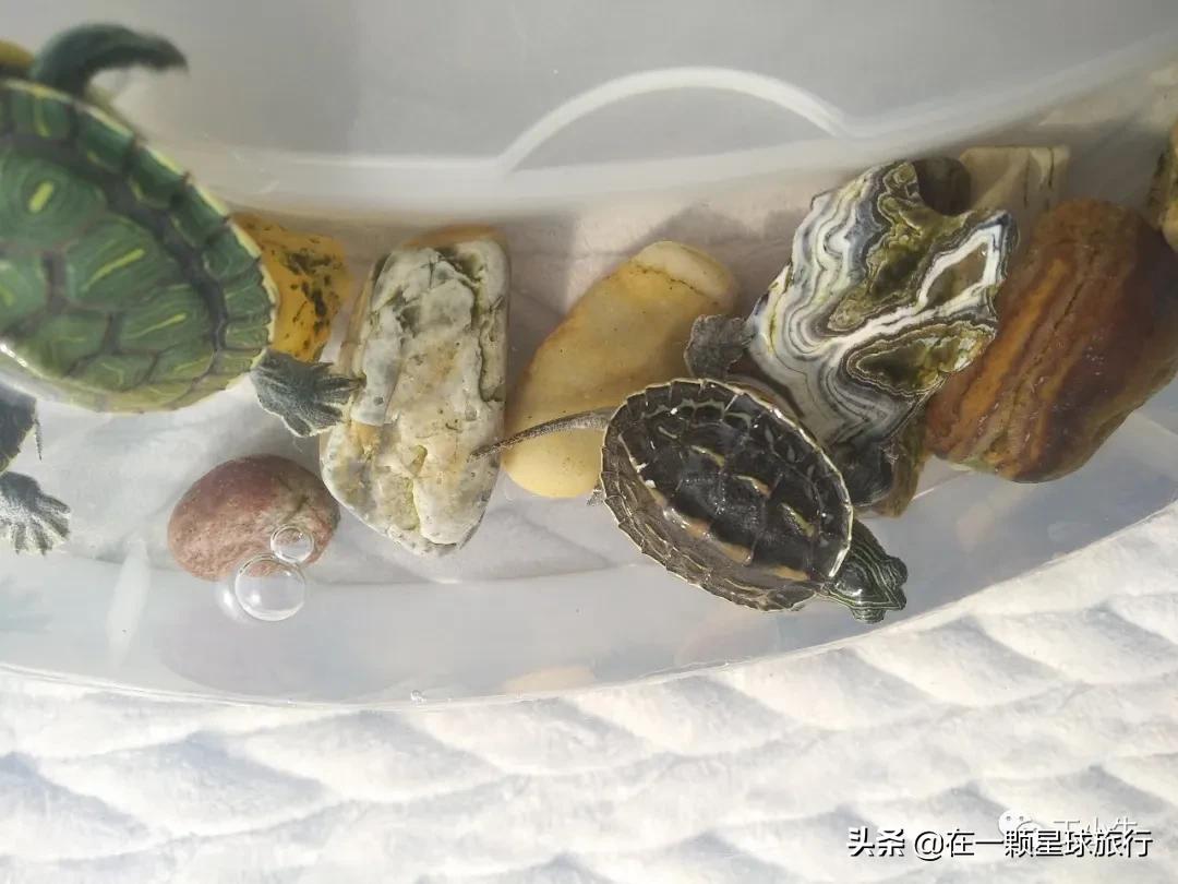 一缸乌龟都得了白眼病,乌龟养1只孤单吗