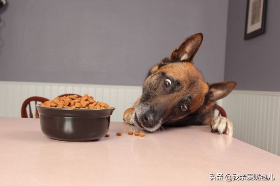 狗狗出现了呕吐的症状怎么办,狗狗呕吐的原因及解决方法