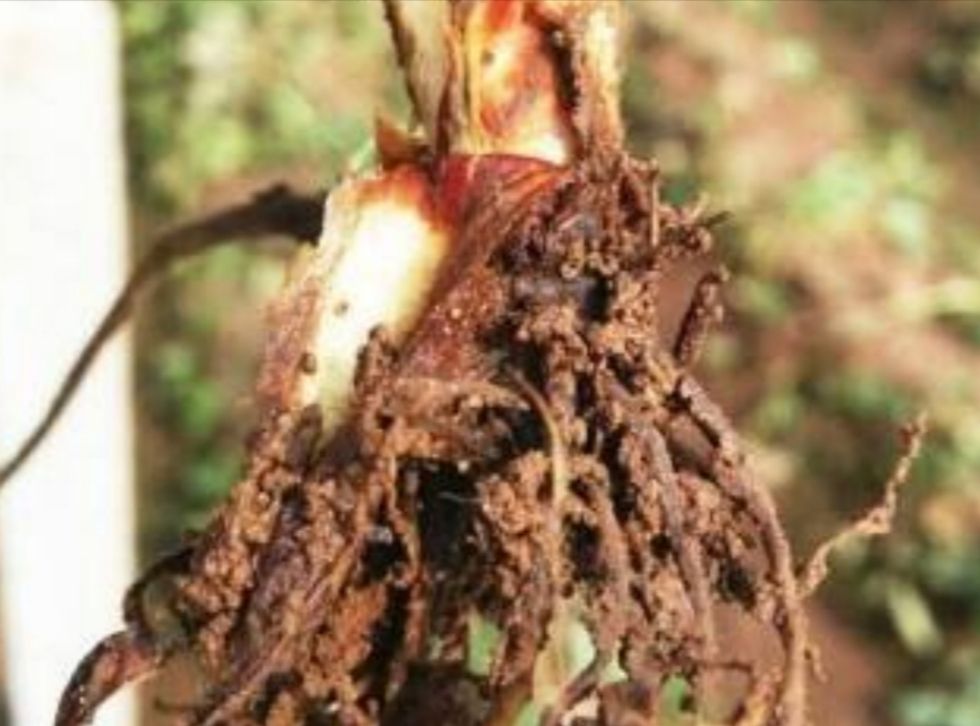 植物成了“光杆司令”，别轻言放弃，此法或可挽救