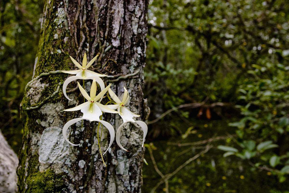 世上最贵的10种兰花,价值500万的幽灵兰花在哪里