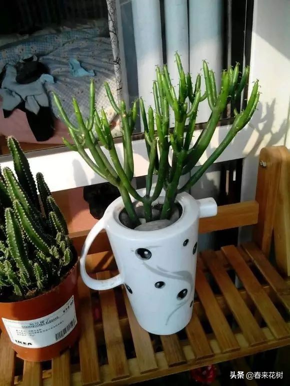 光棍树养殖方法,招财光棍树怎么样扦插