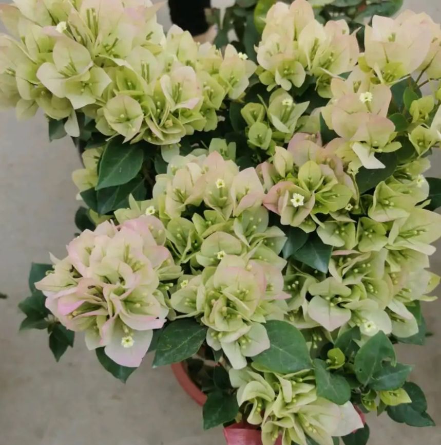 今年三角梅最火的品种,三角梅的品种图片及名称