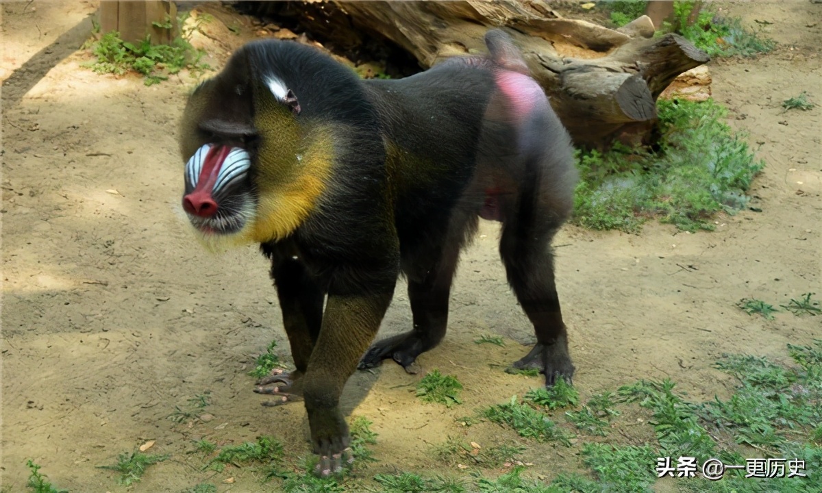 过年为何又叫除夕?“除”和“夕”代表什么意思?