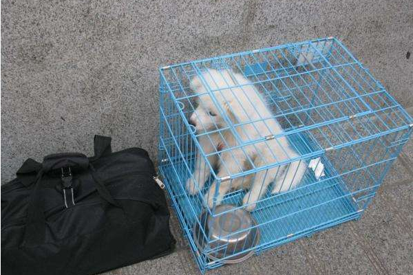 春节该如何带宠物回家,马上快过年了宠物应该怎么照顾呢