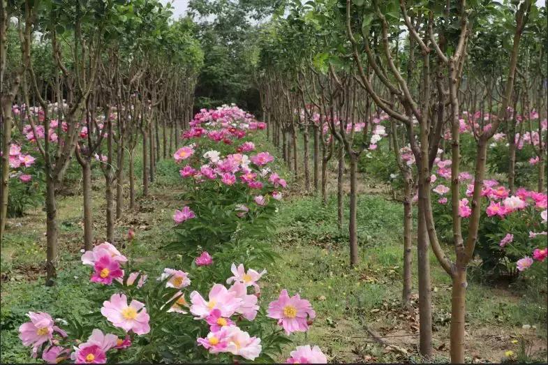 邯郸太行药王谷邀请您~相约五月花神