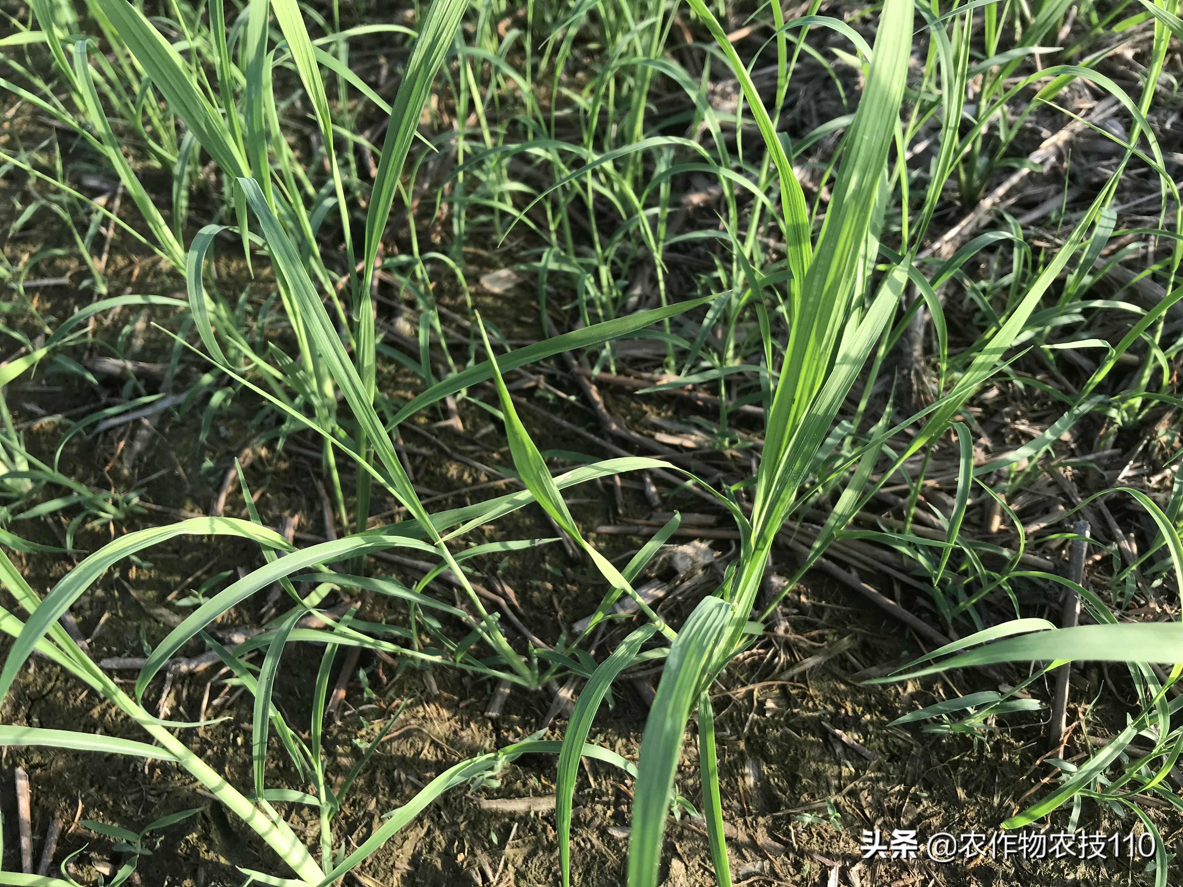 水稻高产栽培实用技术视频,高品质水稻种植新技术