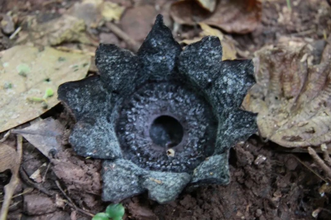 消失30年的寄生花再现,绝迹重生40