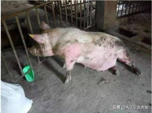 母猪怀孕2个月瘫痪四肢站不起来,母猪产后瘫痪可以采取的措施是