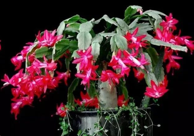 蟹爪兰叶子蔫了缺水怎么补救,蟹爪兰叶片干瘪发软怎么补救