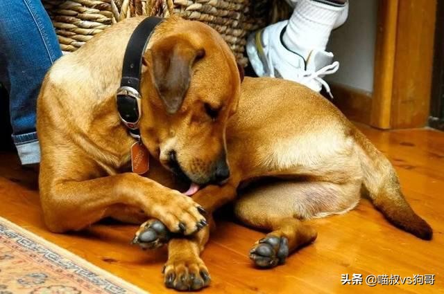 狗狗打架伤口感染硬块怎么处理,狗狗打架受伤后涂药膏多久恢复