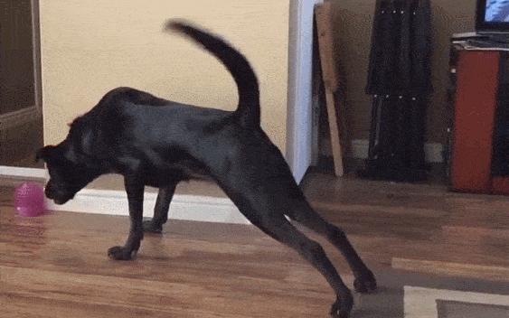 拉布拉多黑色1-12个月变化图,拉布拉多黑色幼犬怎么辨别纯不纯