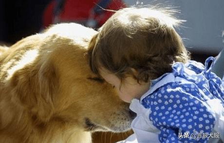 世界第一暖男金毛,最懂人性的金毛犬