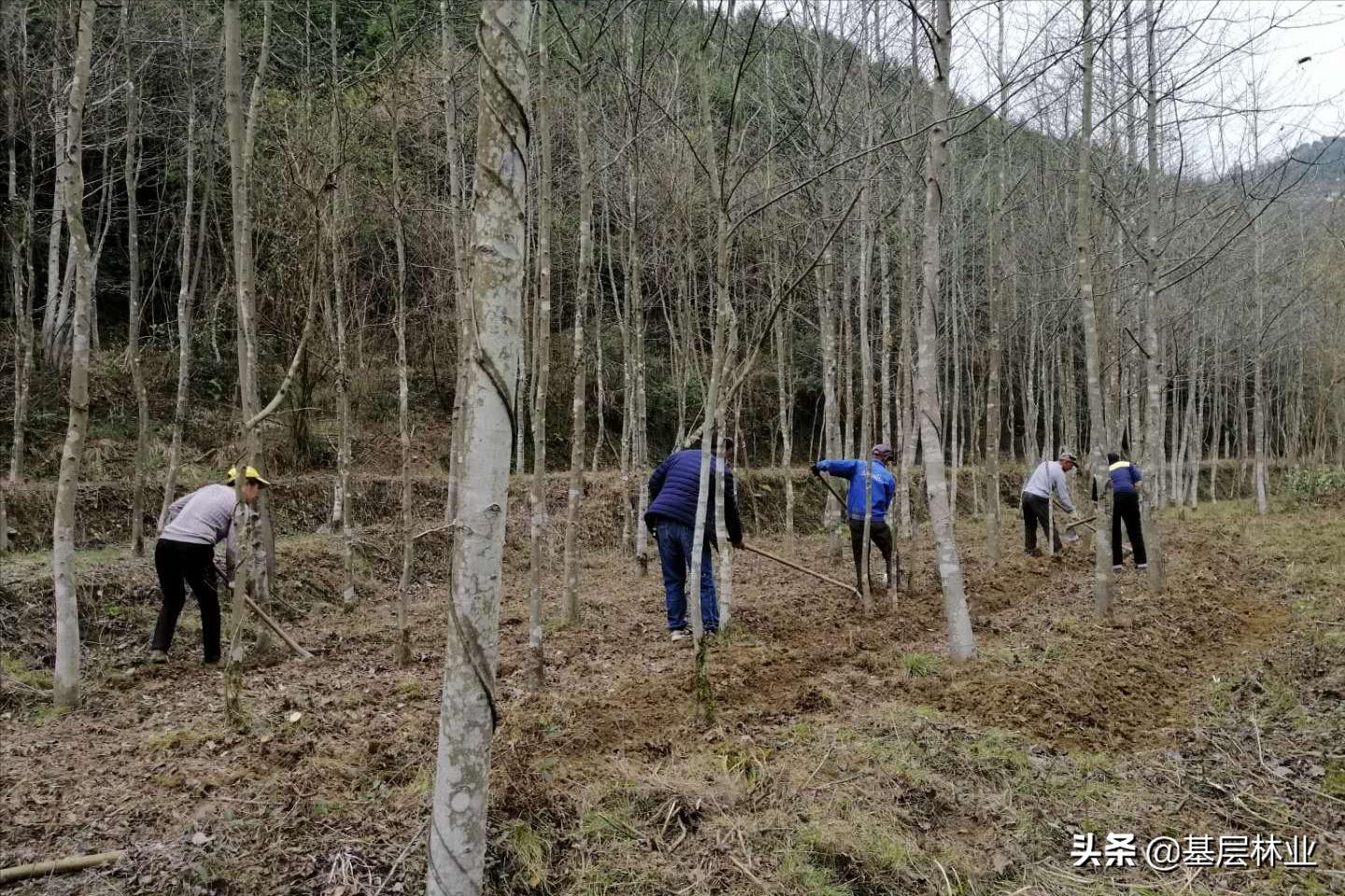 林下种植黄精需要注意什么,油茶林下种植黄精视频