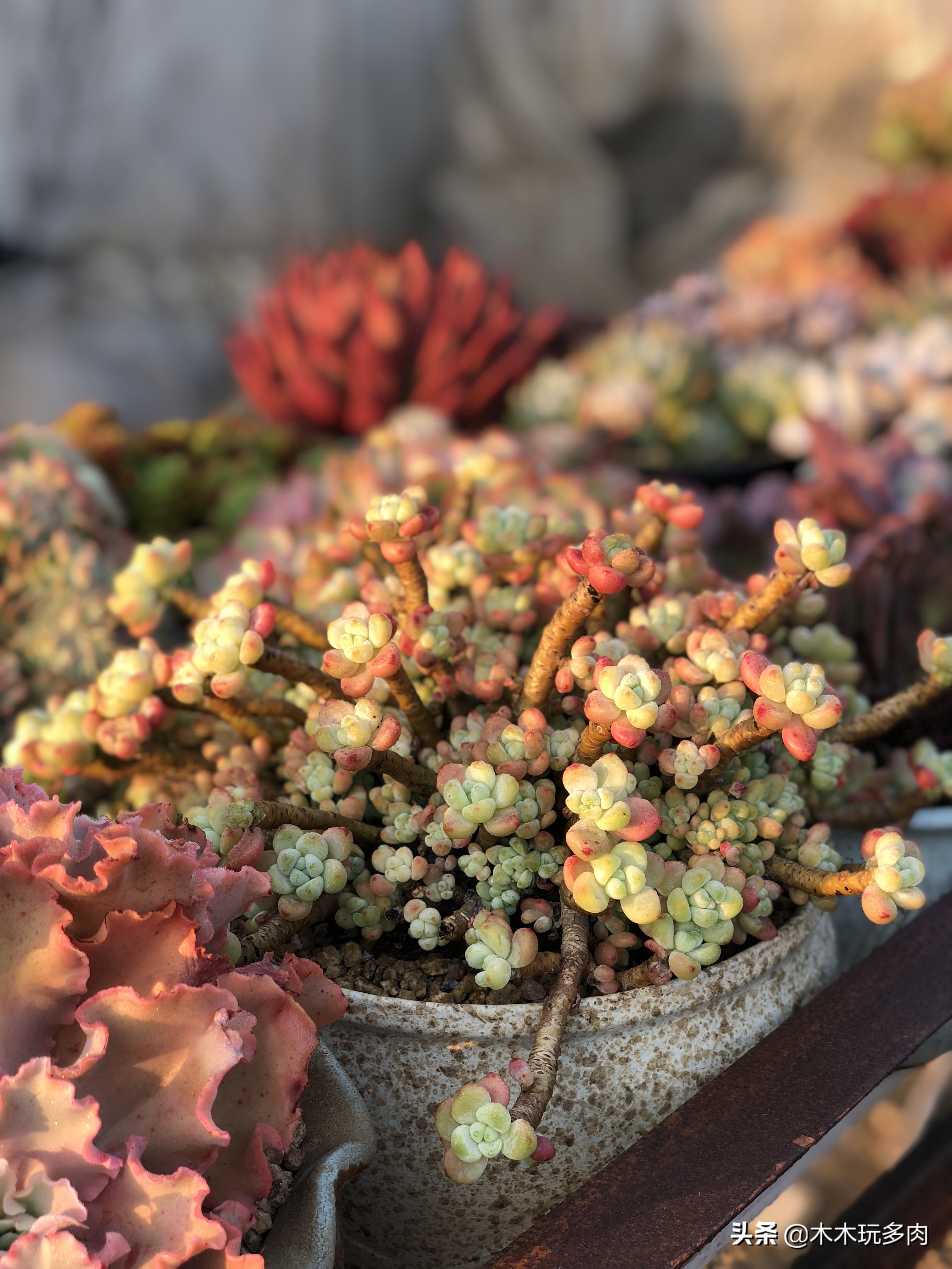 多肉植物如何插枝繁育易活,繁殖能力强又好养的多肉植物