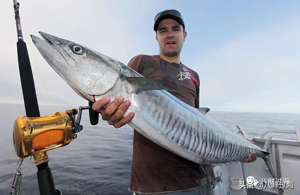 青花鱼跟鲐鲅鱼,青花鱼和鲐鲅鱼的区别