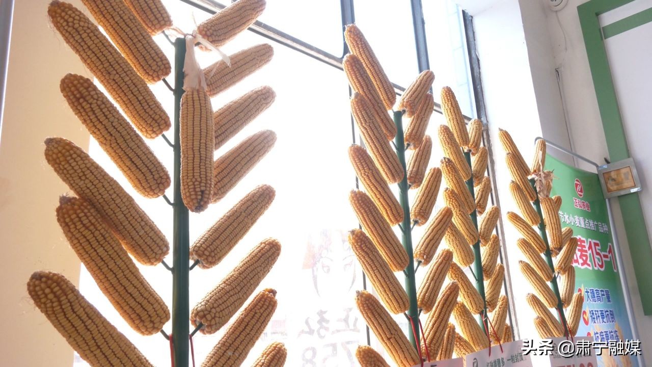 肃宁融媒,肃宁融媒怎么样