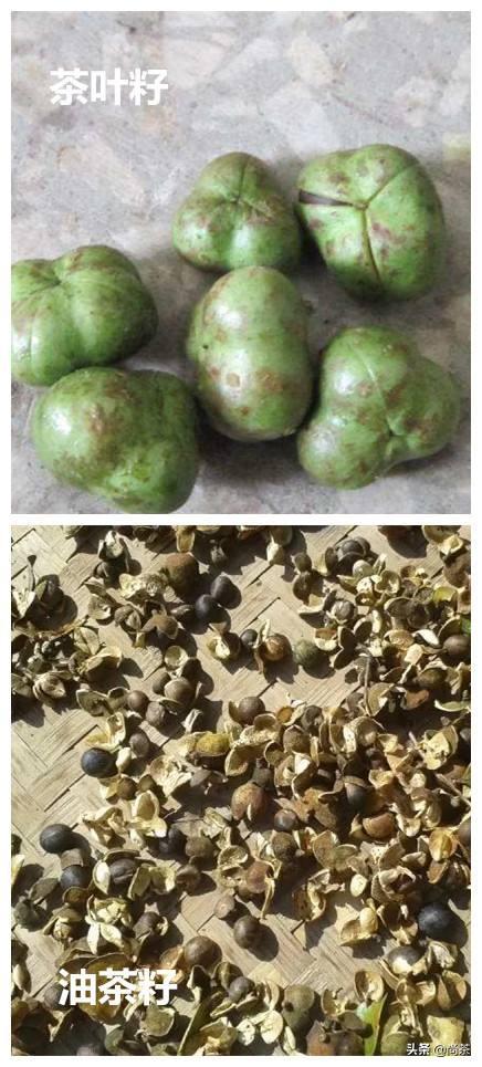 茶叶树和山茶油树的区别是什么,山茶花和茶油树区别图片大全