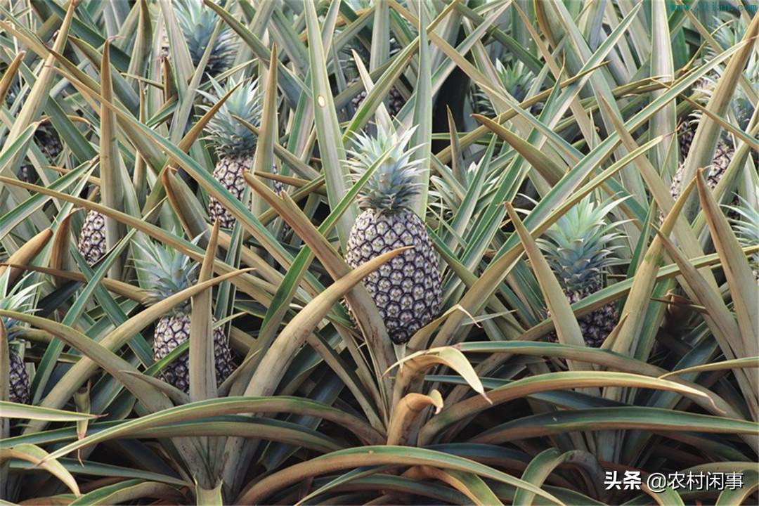 菠萝种植技术出售,凤梨菠萝的种植和管理