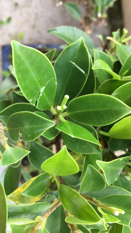 新手也能学会的修剪盆景技巧,枸杞盆景修剪技巧图解