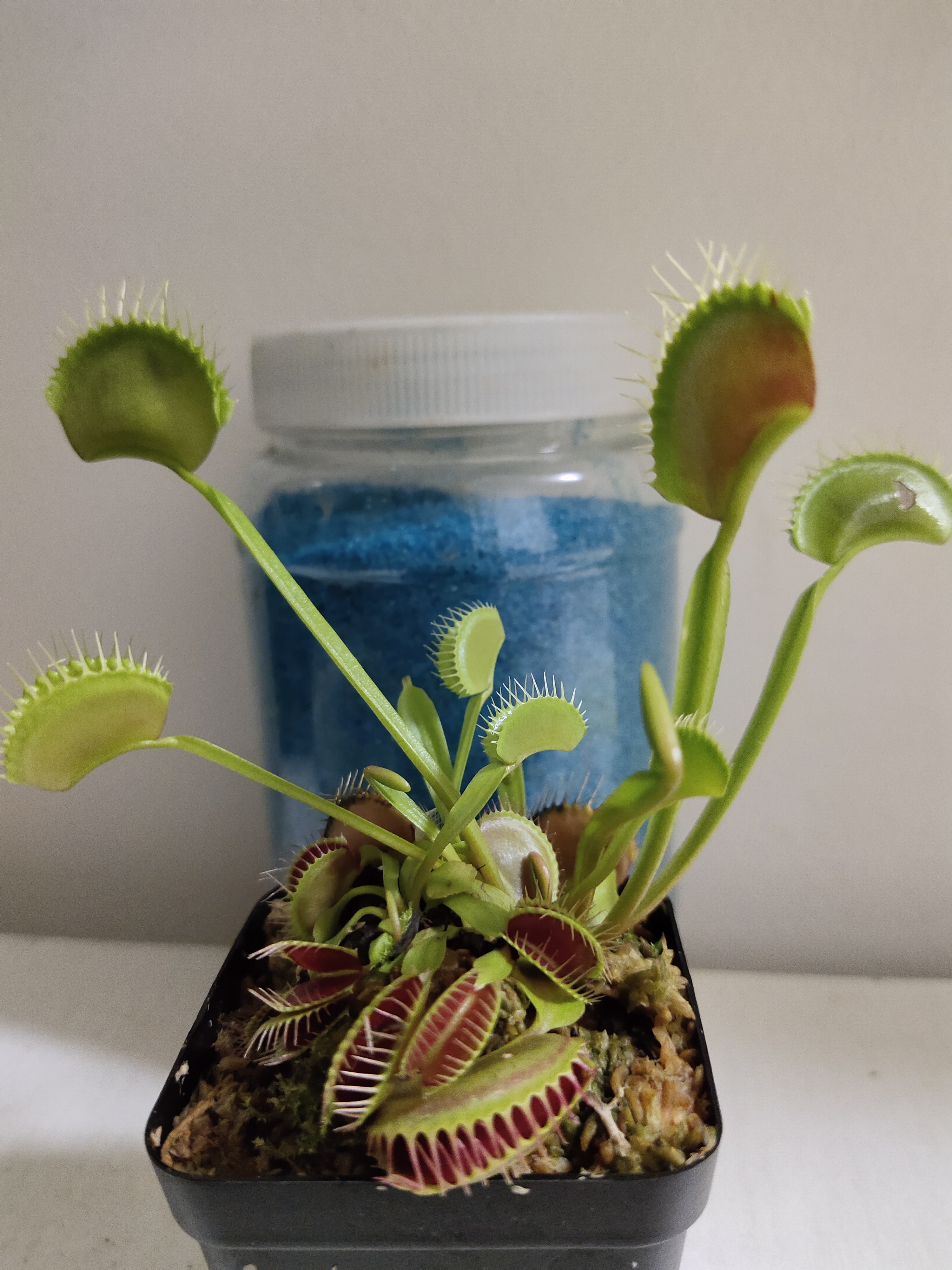 怎么让捕蝇草快速长大,捕蝇草长大是什么样子