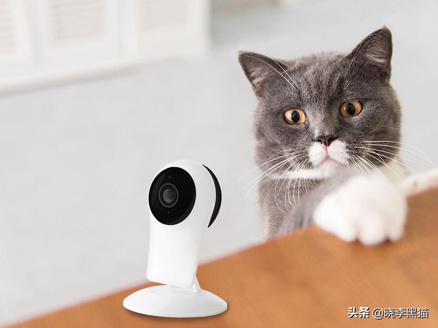 铲屎官们该怎样帮助猫咪过冬,过年猫咪留守攻略