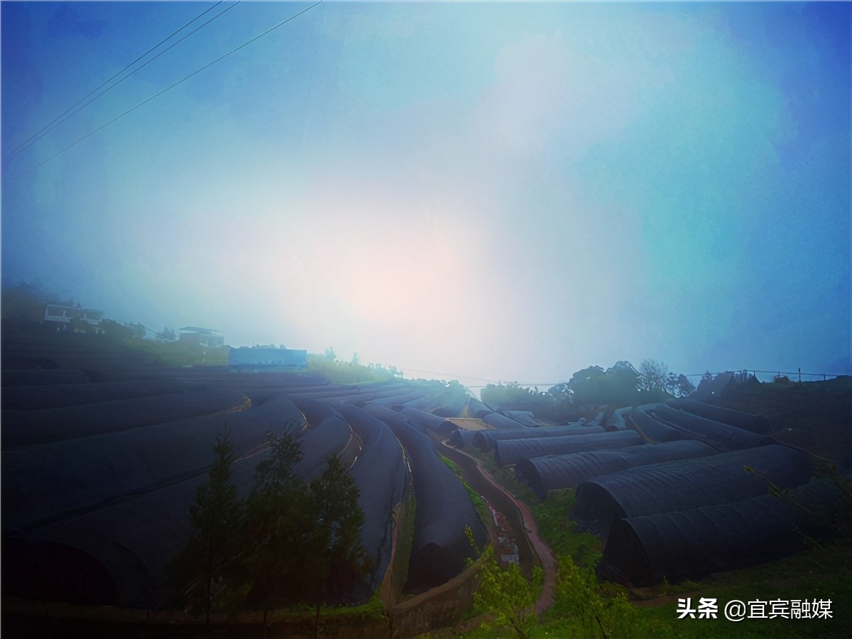 四川屏山：富硒土壤上撑起“致富伞”，食用菌奏响“振兴曲”