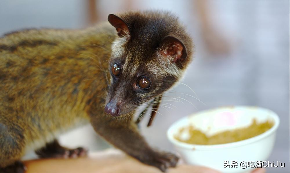 猫屎咖啡是世界上最昂贵的咖啡,比猫屎咖啡更贵的咖啡