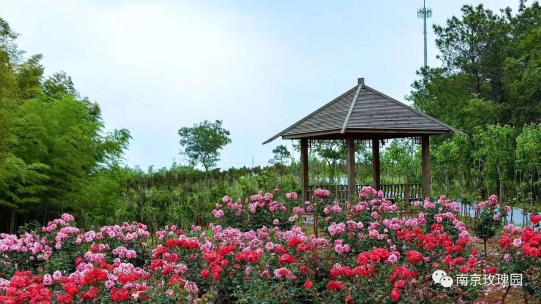 南京溧水千亩玫瑰,南京玫瑰园千亩花海迎来盛花期