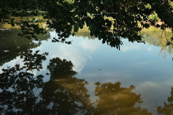 福建云水谣古村,福建云水谣古镇榕树