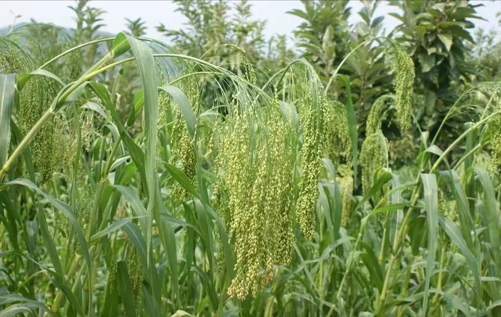 五谷丰登里面的五谷都是什么,五谷丰登的五谷是指哪五谷怎么读