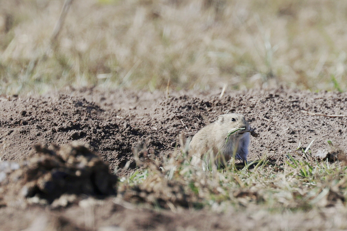 高速高画质专业表现EOSR6满足多种拍摄需求